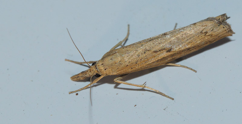 Agriphila inquinatella. Refshaleøen, København, Nordsjælland d. 29 juli 2019. Fotograf; Lars Andersen