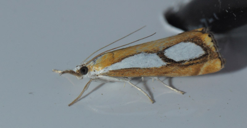 Catoptria pinella. Refshaleøen, København, Nordsjælland d. 29 juli 2019. Fotograf; Lars Andersen