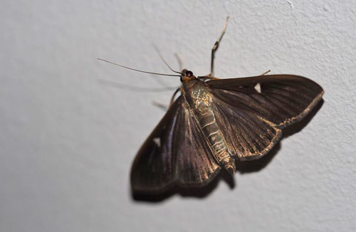 Buksbomhalvmøl, Cydalima perspectalis. Snapind Skov, Odense, Fyn. Klækket fra larver fundet d. 27 september 2019. Fotograf; Sara Kande
