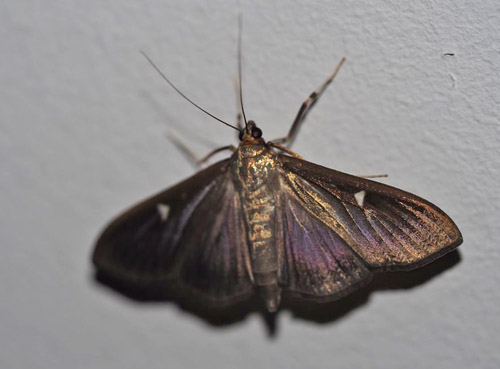 Buksbomhalvmøl, Cydalima perspectalis. Snapind Skov, Odense, Fyn. Klækket fra larver fundet d. 27 september 2019. Fotograf; Sara Kande