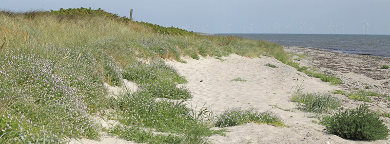 Grnbroget Hvidvinge, Pontia edusa. Hyllekrog, Lolland, Danmark d. 28 juli 2019. Fotograf; Lars Andersen