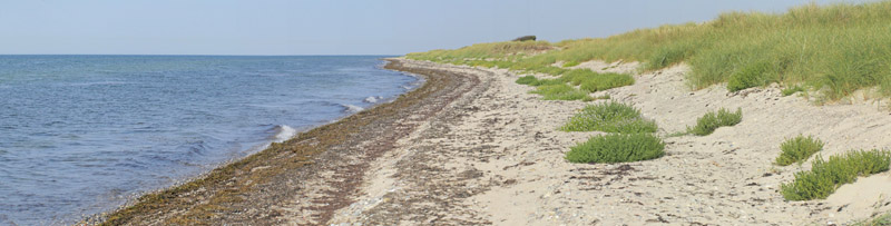 Lokalitet for Grnbroget Hvidvinge, Pontia edusa. Hyllekrog og Brunddragene, Lolland, Danmark d. 26 august 2019. Fotograf; Lars Andersen