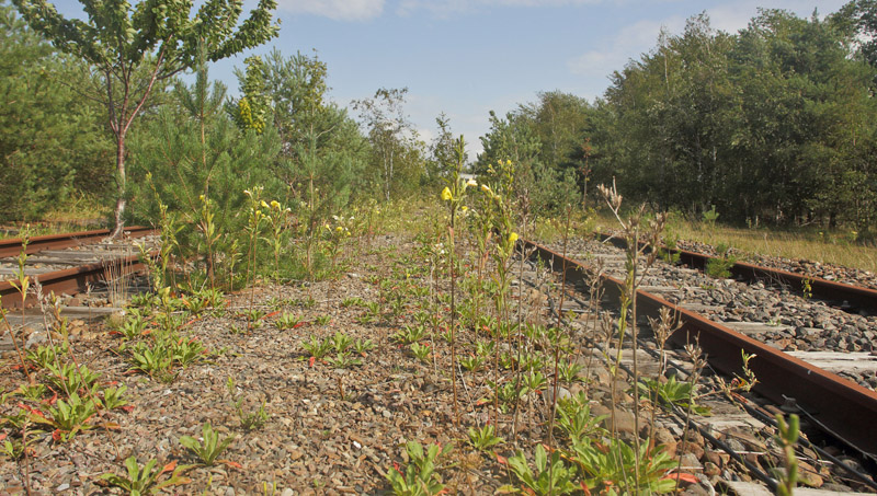 Her Rdfrugtet Natlys til Natlyssvrmer. Rdbyhavn Rangerterrn, Lolland d. 19 august 2019. Fotograf; Lars Andersen