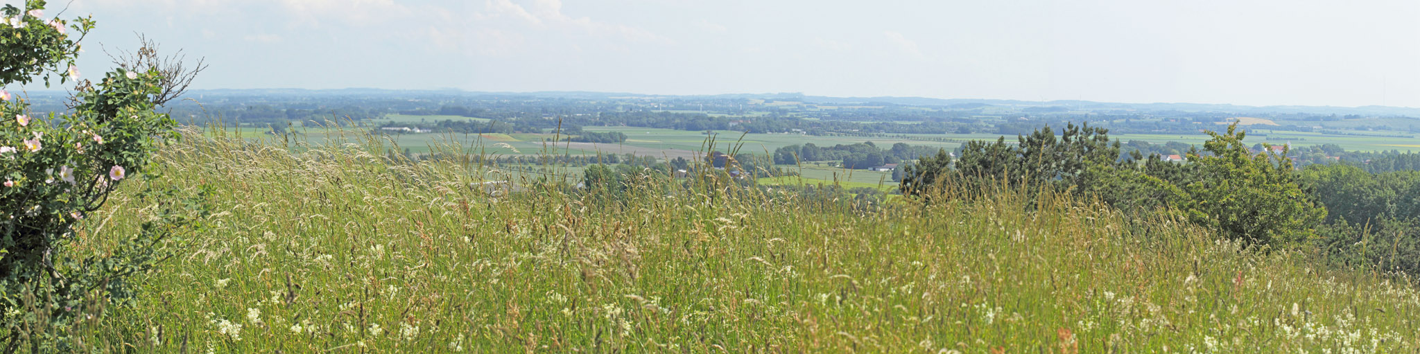 Markperlemorsommerfugl, Speyeria aglaja lokalitet. Diesbjerg, Odsherred, Danmark d. 18 juni 2019. Fotograf; Lars Andersen