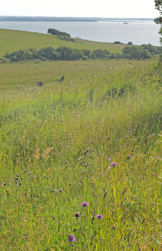 Pimpinelle-Kllesvrmer, Zygaena minos. Bjergene, Odsherrred d. 18 juni 2019. Fotograf; Lars Andersen