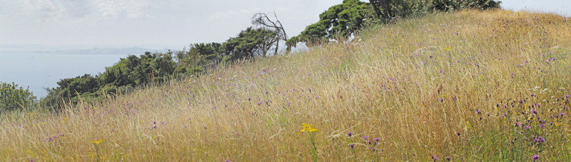 Markperlemorsommerfugl, Speyeria aglaja lokalitet. Bjergene, Odsherred, Danmark d. 13 juli 2019. Fotograf; Lars Andersen