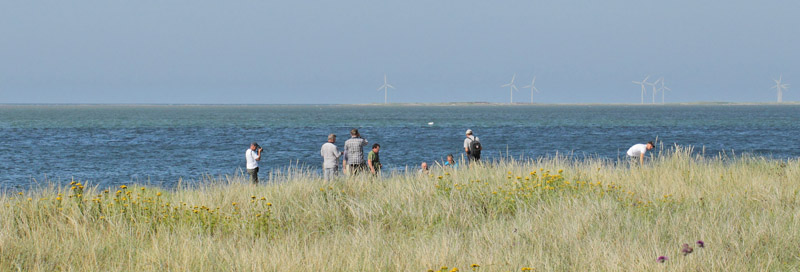 Grnbroget Hvidvinge, Pontia edusa. Kroghage, Falster, Danmark d. 27 juli 2019. Fotograf; Lars Andersen