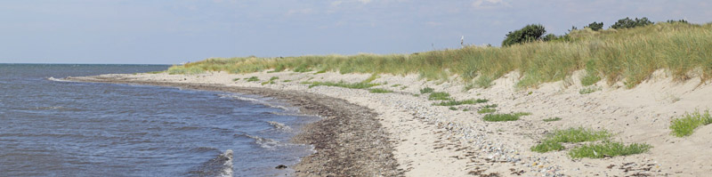 Grnbroget Hvidvinge, Pontia edusa. Brunddragene, Lolland, Danmark d. 27 juli 2019. Fotograf; Lars Andersen