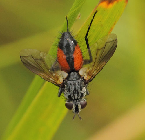 Rød Snylteflue, Eriothrix rufomaculata. Dumpedalen, Birkerød d. 9 august 2019. Fotograf; Lars Andersen