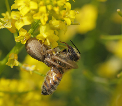 Alimindelig Krappeedderkop, Xysticus cristatus hun med honningbi p Vej-Guldkarse, Rorippa sylvestris. Birkerd, Nordsjlland d. 29 maj 2019. Fotograf; Lars Andersen