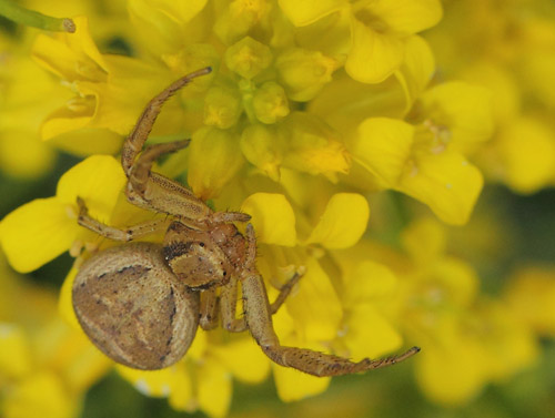  Alimindelig Krappeedderkop, Xysticus cristatus hun p Vej-Guldkarse, Rorippa sylvestris. Birkerd, Nordsjlland d. 29 maj 2019. Fotograf; Lars Andersen