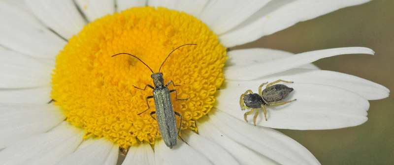 Matgrn Solbille, Oedemera virescens og springedderkop, Heliophanus flavipes p Hvid Okseje, Leucanthemum vulgare. Glostrup Baneterrn. Glostrup d. 4 juni 2019. Fotograf; Lars Andersen