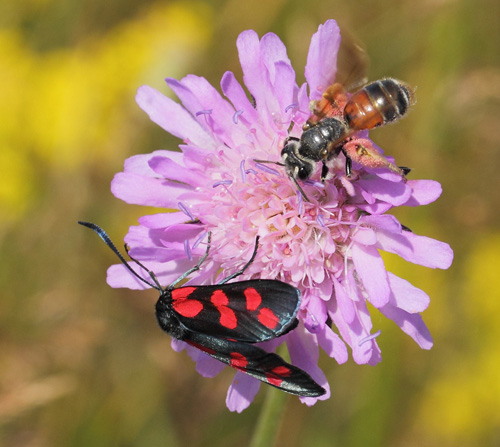 Blhatjordbi, Andrena hattorfiana og Seksplettet Kllesvrmer, Zygaena filipendulae p Blhat, Knautia arvensis. Bjergene, Odsherred, Danmark d. 13 juli 2019. Fotograf; Lars Andersen