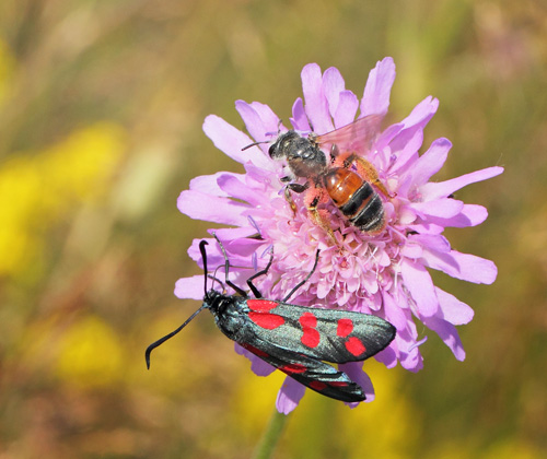 Blhatjordbi, Andrena hattorfiana og Seksplettet Kllesvrmer, Zygaena filipendulae p Blhat, Knautia arvensis. Bjergene, Odsherred, Danmark d. 13 juli 2019. Fotograf; Lars Andersen