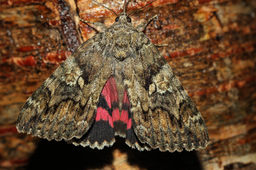 Ege-Ordensbnd, Catocala promissa. Arrenakke, Nordsjlland d. 6 august 2019. Fotograf; Henrik S Larsen