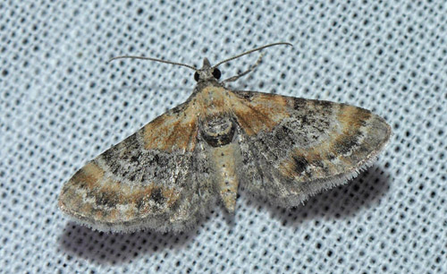 Torskemunddværgmåler, Eupithecia linariata (Denis & Schiffermüller, 1775). Refshaleøen, Amager d. 29 juli 2019. Fotograf; Lars Andersen.