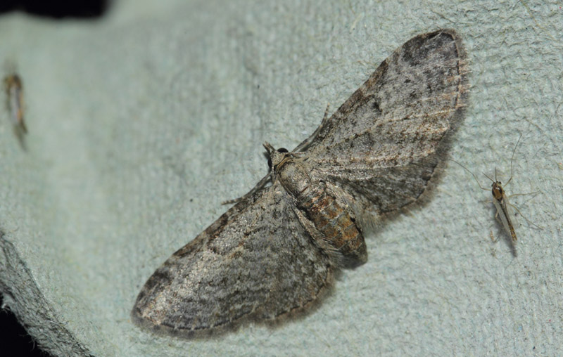 Seljepildværgmåler, Eupithecia tenuiata. Refshaleøen, Amager d. 29 juli 2019. Fotograf; Lars Andersen