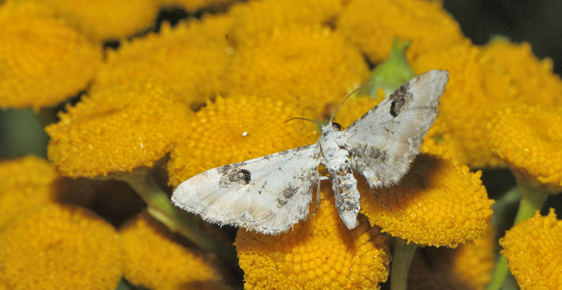 Hvid Dværgmåler, Eupithecia centaureata. Amager Fælled, Amager d. 17 august 2019. Fotograf; Lars Andersen