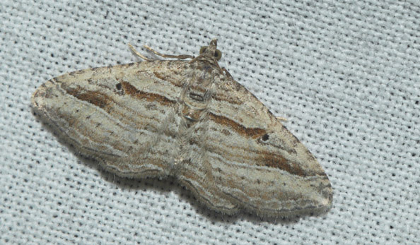 Skyggeliniemler, Costaconvexa polygrammata.  Amager Flled, Amager d. 17 august 2019. Fotograf; Lars Andersen