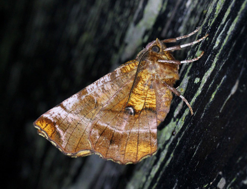 Almindelig Månemåler, Selenia dentaria. Bjerget, Lolland d. 11. juli 2019. Fotograf; Claus Grahndin