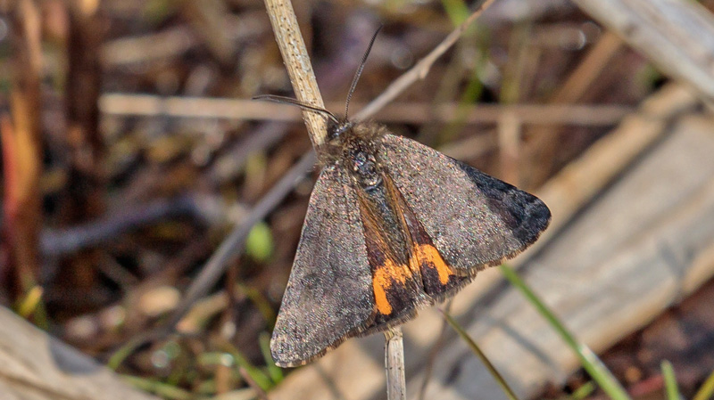 Poppeldagmler, Boudinotiana notha han.Pinseskoven, Vestamager d. 4 april 2019. Fotograf; John S. Petersen 