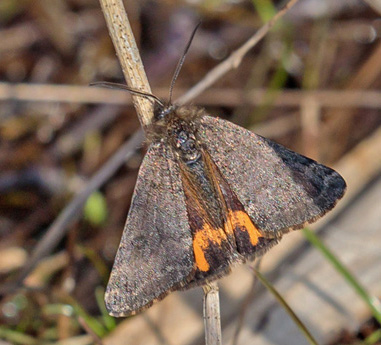 Poppeldagmler, Boudinotiana notha han.Pinseskoven, Vestamager d. 4 april 2019. Fotograf; John S. Petersen 