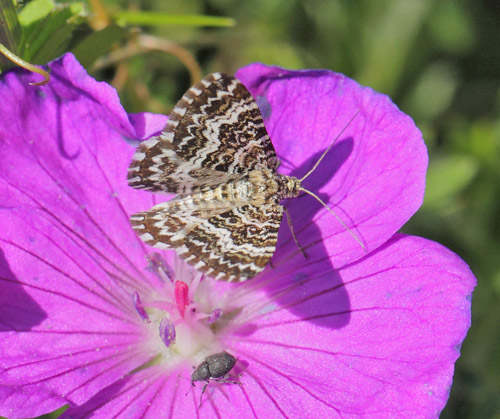 Nordjysk Snerremler, Epirrhoe pupillata. Tornby Strand, Vendsyssel d. 10 juni 2019. Fotograf; Lars Andersen