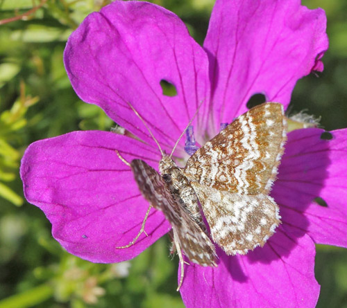Nordjysk Snerremler, Epirrhoe pupillata. Tornby Strand, Vendsyssel d. 10 juni 2019. Fotograf; Lars Andersen