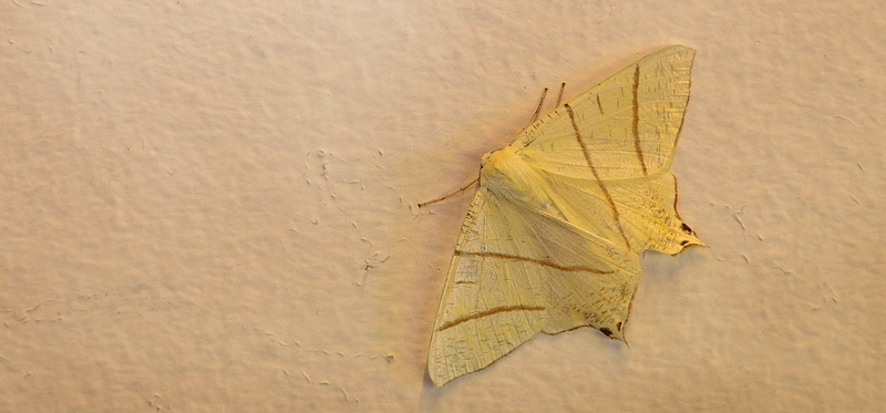 Natsvalehale, Ourapteryx sambucaria. Herlev St. Nordsjlland, Danmark  d. 13 juli 2019. Fotograf; Lars Andersen