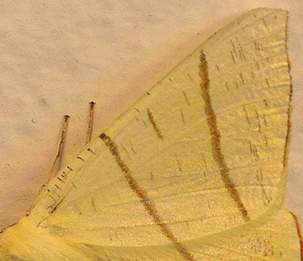 Natsvalehale, Ourapteryx sambucaria. Herlev St. Nordsjælland, Danmark d. 13 juli 2019. Fotograf; Lars Andersen