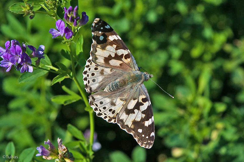 Tidselsommerfugl, Vanessa cardui lys aberration/form. Stensved, Sydsjlland d. 5 august 2009. Fotograf; Tubas Lkkegaard