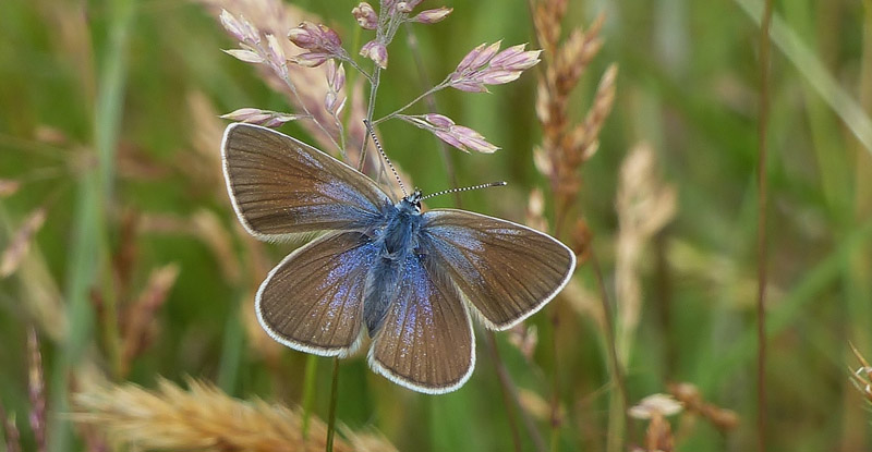 Engblfugl, Cyaniris semiargus hun. Skagen, vendsyssel. d. 4 juli 2015. Fotograf: Jrgen Munck