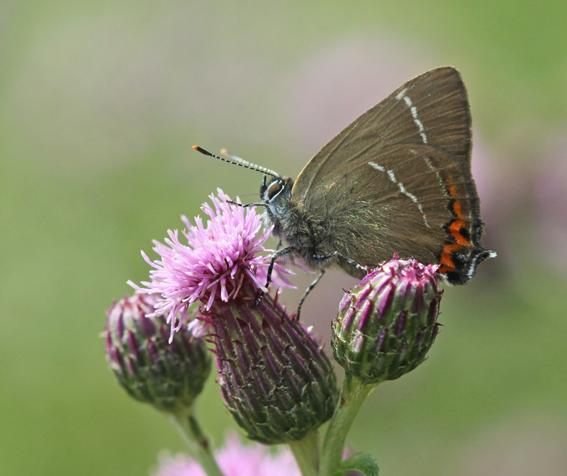 Det Hvide W, Satyrium w-album. Kielstrup S, Mariager Fjord, Danmark d. 18 august 2019. Fotograf; Beate Strandberg