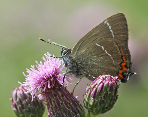 Det Hvide W, Satyrium w-album. Kielstrup S, Mariager Fjord, Danmark d. 18 august 2019. Fotograf; Beate Strandberg