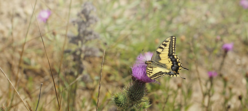 Svalehale, Papilio machaon han. Gedser Odde, Falster, Danmark d. 27 juli 2019. Fotograf; Lars Andersen