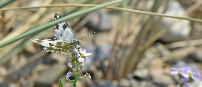 Grnbroget Hvidvinge, Pontia edusa glggende hun. Hyllekrog, Lolland, Danmark d. 28 august 2019. Fotograf; Birgitte Rhmann