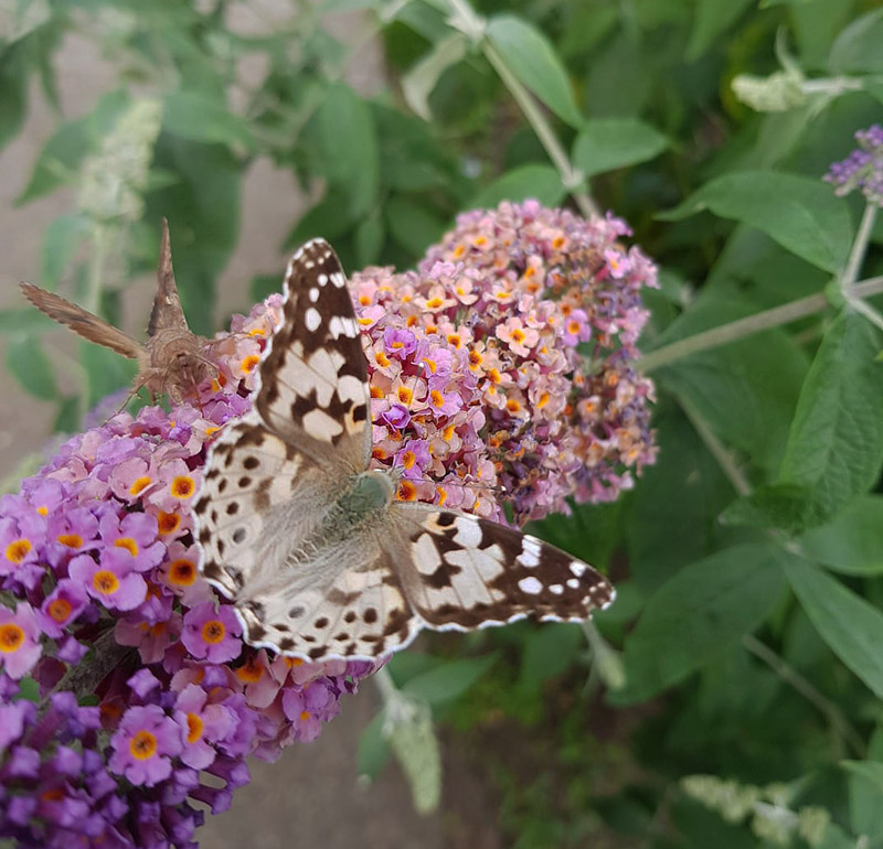 Tidselsommerfugl, Vanessa cardui lys aberration/form. Ringkbing, Vestjylland d. 29 juli 2019. Fotograf; Anette Simoni Hjhus