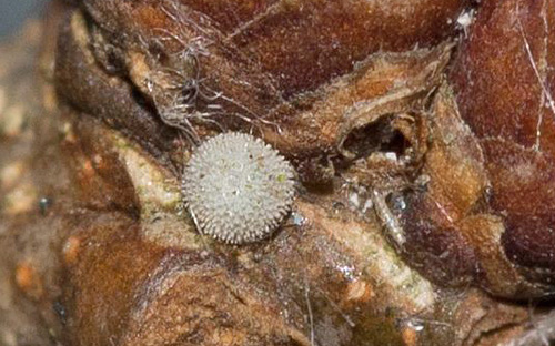 Blåhale, Quercusia quercus æg. Storemose, Dageløkke, Nordsjælland d. 6 og 10 januar 2019. Fotograf; Svend Rastrup Andersen