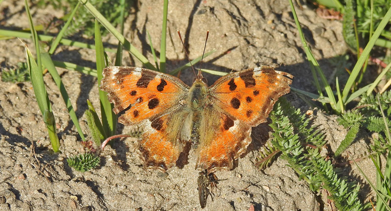 Kirsebrtakvinge, Nymphalis polychloros han. Arresdal, Frederiksvrk, Nordsjlland d. 20 april 2019. Fotograf; Jrgen Munck