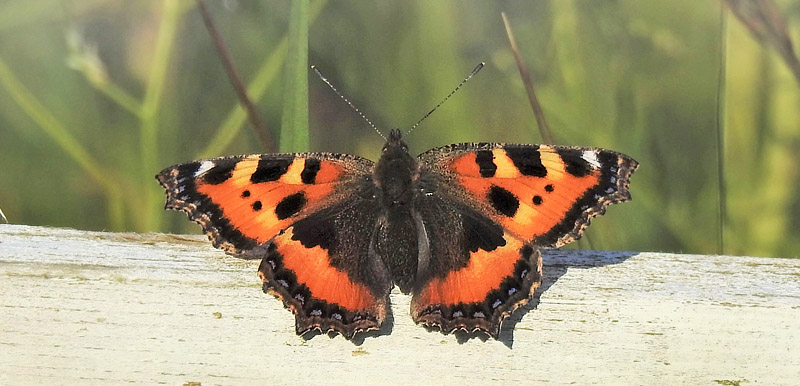 Nldens Takvinge, Aglais urticae. Skagen, Vendsyssel, Danmark d. 10 juni 2019. Fotograf; Jrgen Munck