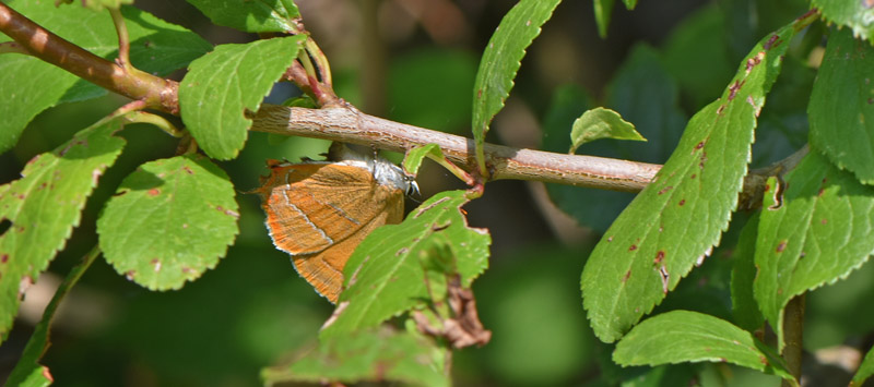 Guldhale, Thecla betulae æglæggende hun. Skansebakken, Hillerød, Nordsjælland, Danmark d. 31 august 2019. Fotograf; Birgitte Rühmann