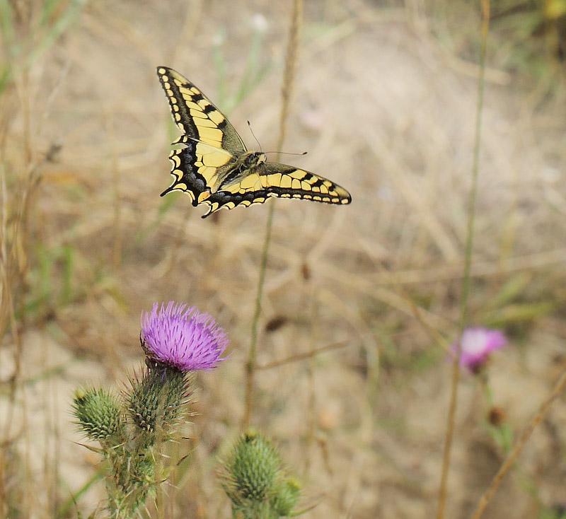 Svalehale, Papilio machaon han. Gedser Odde, Falster, Danmark d. 27 juli 2019. Fotograf; Lars Andersen