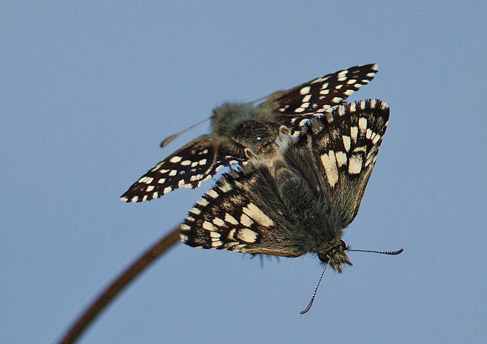 Spttet Bredpande, Pyrgus malvae parring. Klint Bakker, Nordvestsjlland d. 14 maj 2019. Fotograf; Emil Blicher Bjerregrd