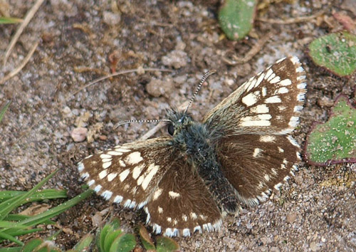 Spttet Bredpande, Pyrgus malvae f. taras. Jyderup Skov, Vestsjlland d. 14 maj 2019. Fotograf; Emil Blicher Bjerregrd