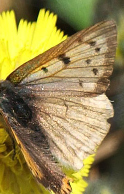 Lille Ildfugl, Lycaena phlaeas han. Brndemosen, Saltbk, Nordvestsjlland d. 23 maj 2019. Fotograf; Emil Blicher Bjerregrd