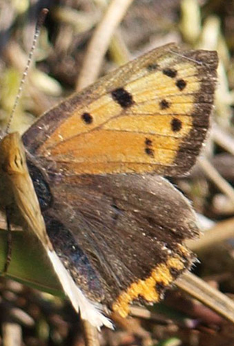 Lille Ildfugl, Lycaena phlaeas han. Brndemosen, Saltbk, Nordvestsjlland d. 23 maj 2019. Fotograf; Emil Blicher Bjerregrd