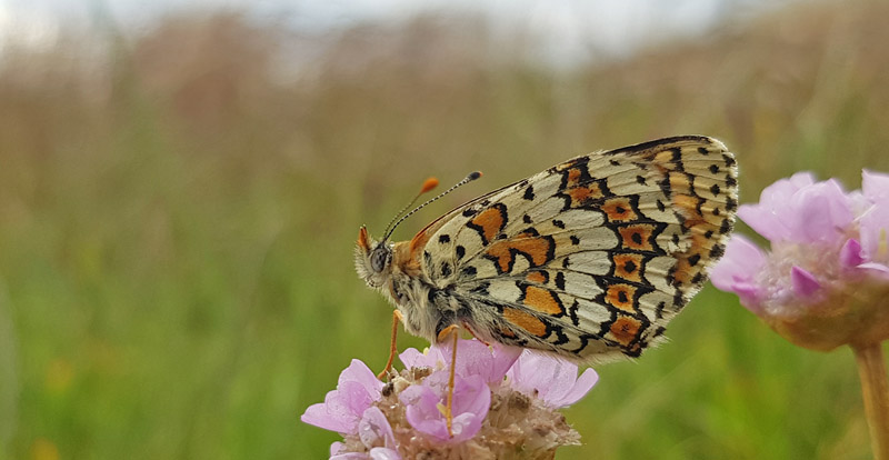 Okkergul Pletvinge, Melitaea cinxia. Knasborg , lbk, Vendsyssel d. 8 juni 2019. Fotograf; Anders Michaelsen