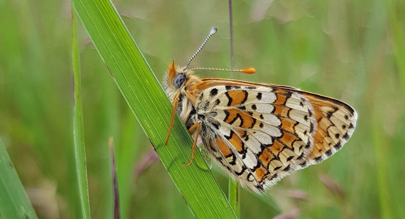 Okkergul Pletvinge, Melitaea cinxia han. Knasborg , lbk, Vendsyssel d. 8 juni 2019. Fotograf; Johanne Bak