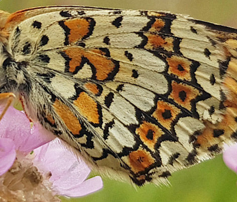 Okkergul Pletvinge, Melitaea cinxia. Skiveren, Vendsyssel d. 8 juni 2019. Fotograf; Anders Michaelsen