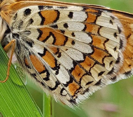 Okkergul Pletvinge, Melitaea cinxia han. Knasborg , lbk, Vendsyssel d. 8 juni 2019. Fotograf; Johanne Bak